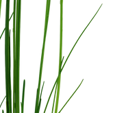 132D 小莎草 Eleocharis montevidensis